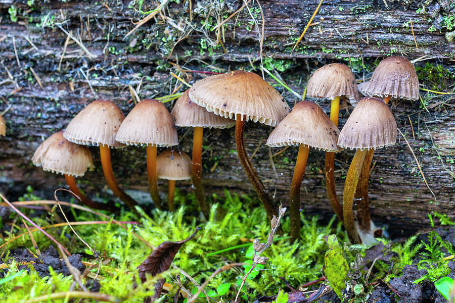 Common bonnet fungi 1 Photograph by Steev Stamford
