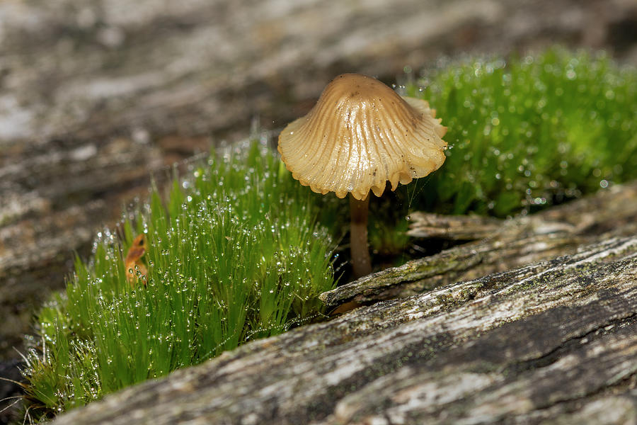 Common bonnet fungi 2 Photograph by Steev Stamford