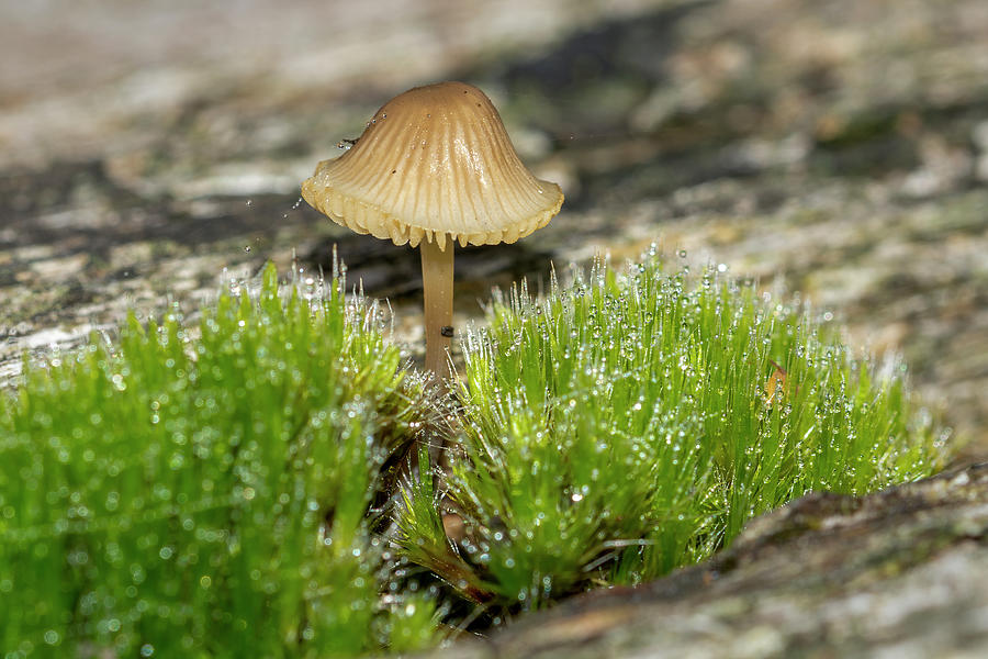 Common bonnet fungi 3 Photograph by Steev Stamford