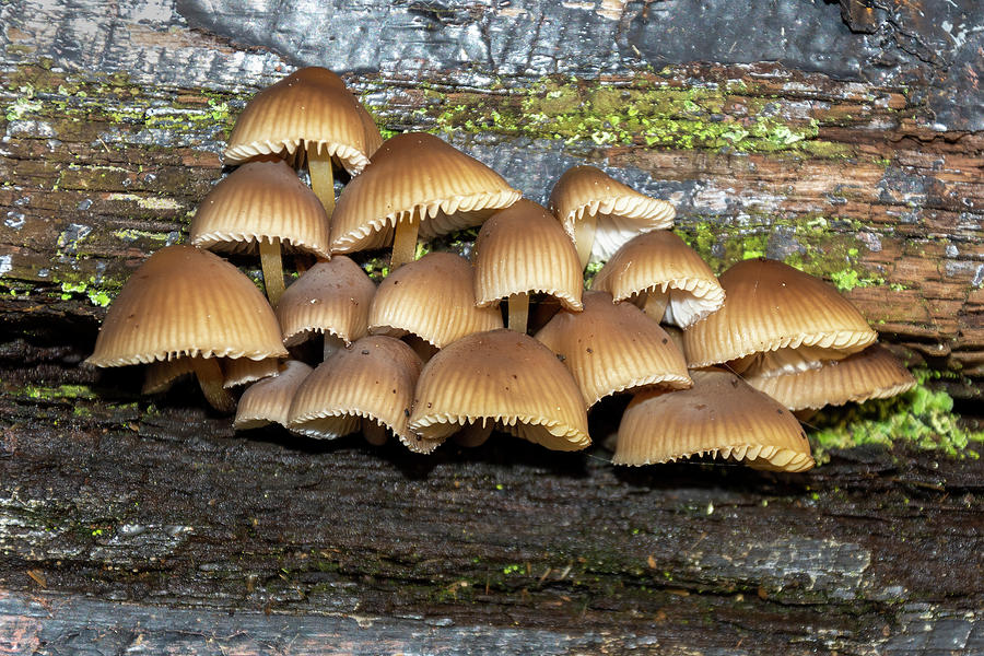 Common bonnet fungi 4 Photograph by Steev Stamford