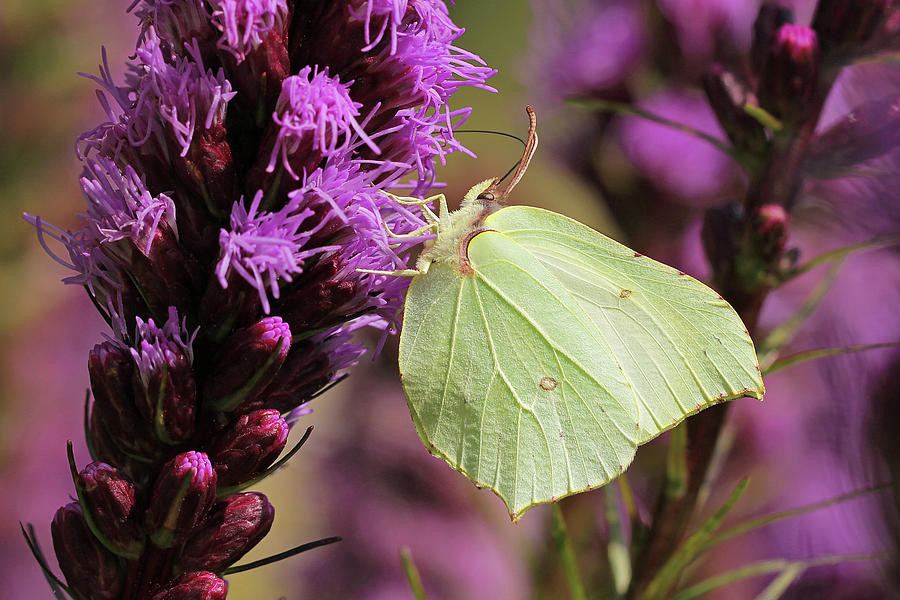 Common Brimstone Butterfly Photograph by Maria Meester