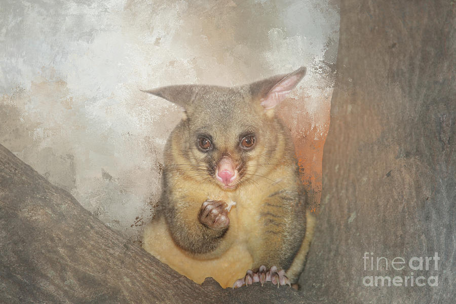 Animal Photograph - Common Brushtail Possom Two by Elisabeth Lucas