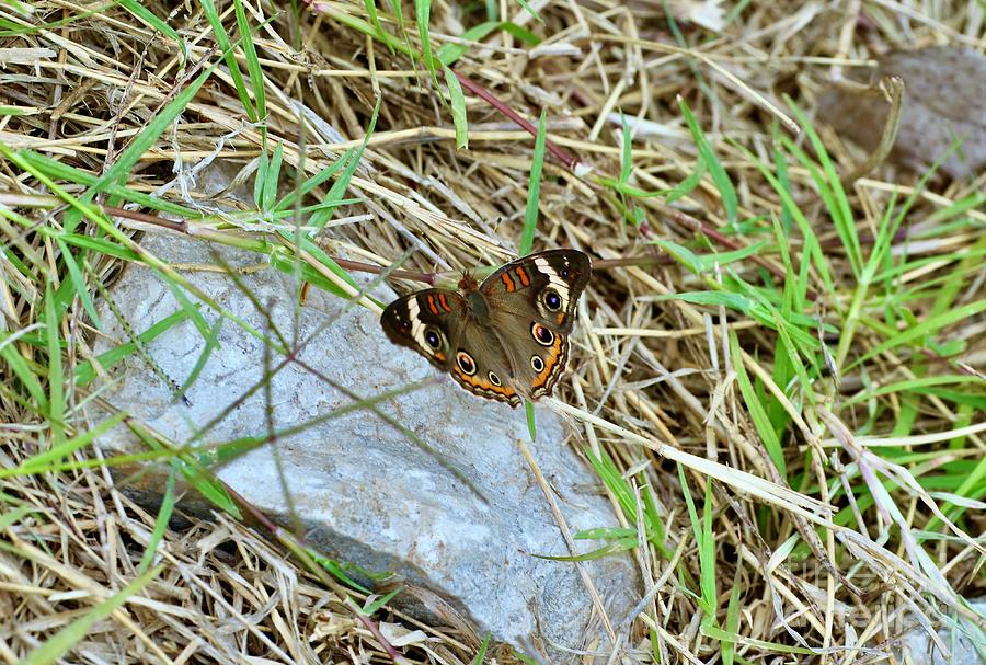 Common Buckeye Butterfly Photograph by Craig Wood