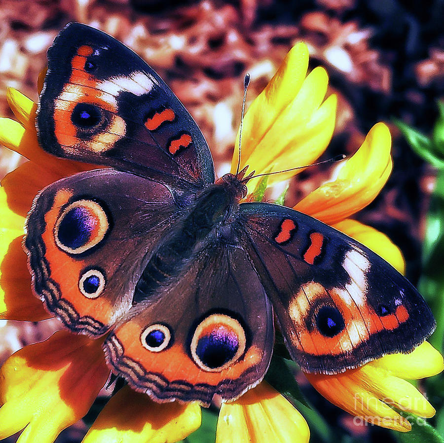 Common Buckeye Butterfly Photograph by David Rucker