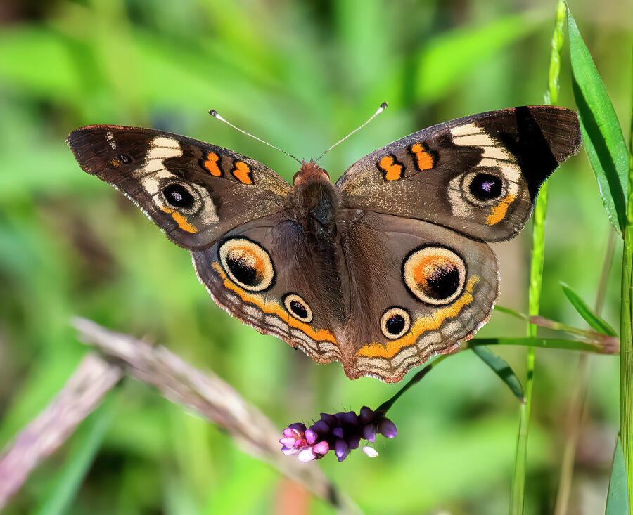 Common Buckeye Butterfly DIN0423 Photograph by Gerry Gantt Common Buckeye Butterfly DIN0423 Photograph by Gerry Gantt