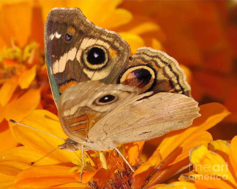 Common Buckeye Butterfly Photograph by Linda Vanoudenhaegen