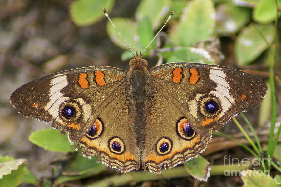 Common Buckeye Butterfly Photograph by Olga Hamilton