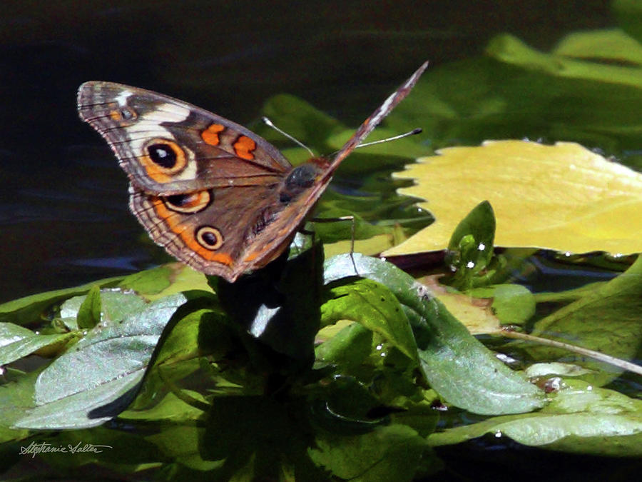 Common Buckeye Butterfly Photograph by Stephanie Salter