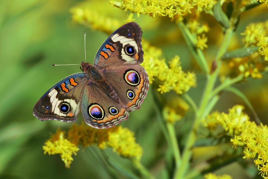 Common Buckeye Photograph by Carl Miller - Fine Art America