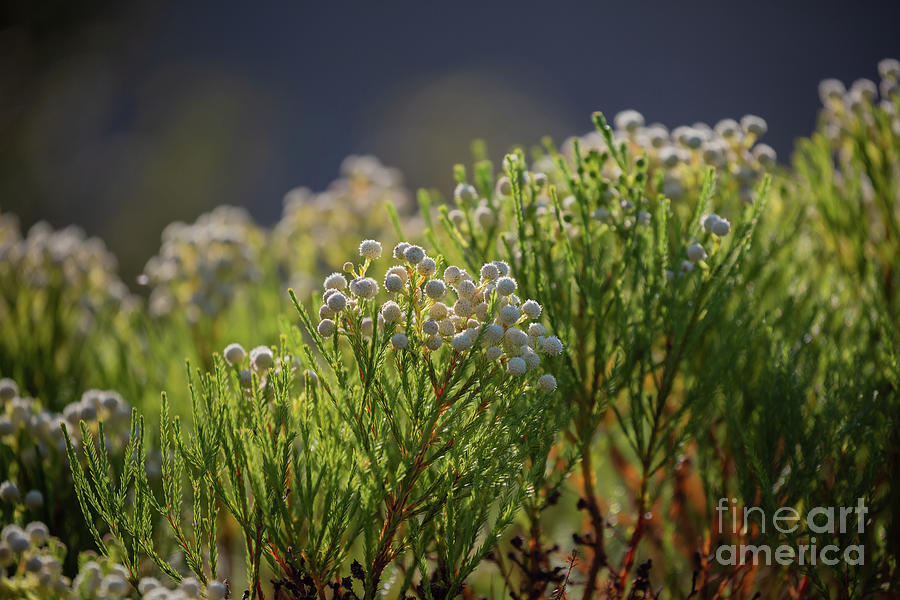 Plant Photograph - Common Button Bush by Eva Lechner