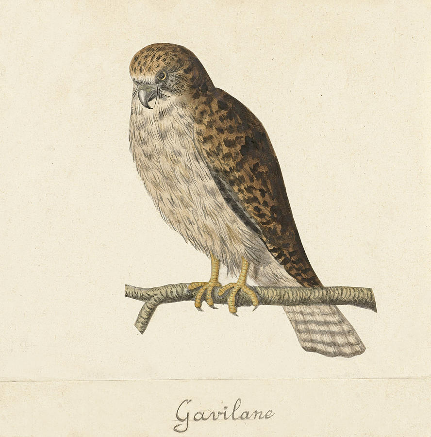 Anonymous Drawing - Common buzzard by Anonymous