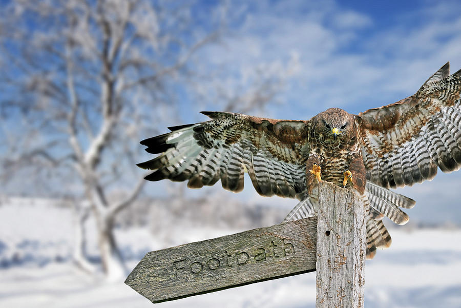 Common Buzzard Landing on Signpost Photograph by Arterra Picture Library