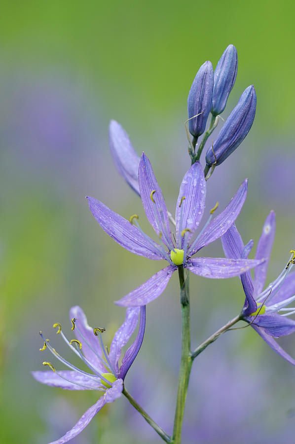 Common Camas Camassia quamash, Cowichan Valley, Vancouver Island, British Columbia Photograph by Kevin Oke