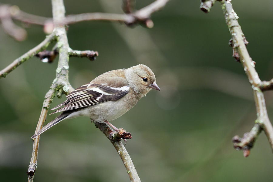 Common Chaffinch Female Photograph