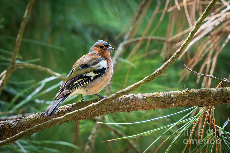 Common Chaffinch Fringilla coelebs Perched on Branch Cabanas Gailcia Photograph by Pablo Avanzini