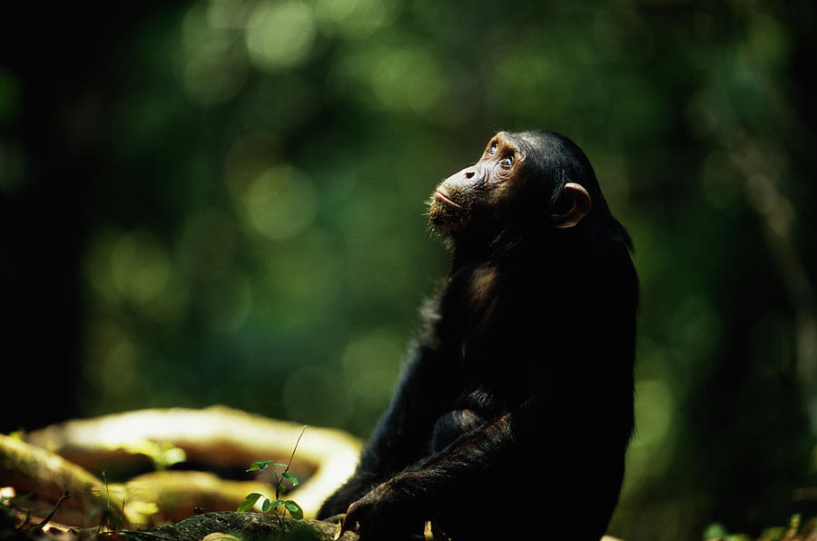 Common chimpanzee (Pan troglodytes) sitting outdoors Photograph by Anup Shah