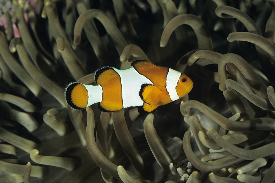 Common clownfish (Amphiprion ocellaris) in anemone, tropical reef fish, Indo-Pacific Photograph by Tom Brakefield