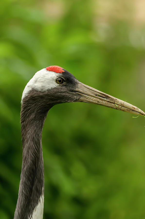 Crane Photograph - Common Crane by Darren Wilkes