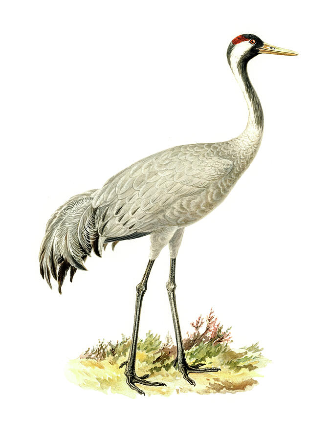 Crane Drawing - Common Crane by Von Wright brothers
