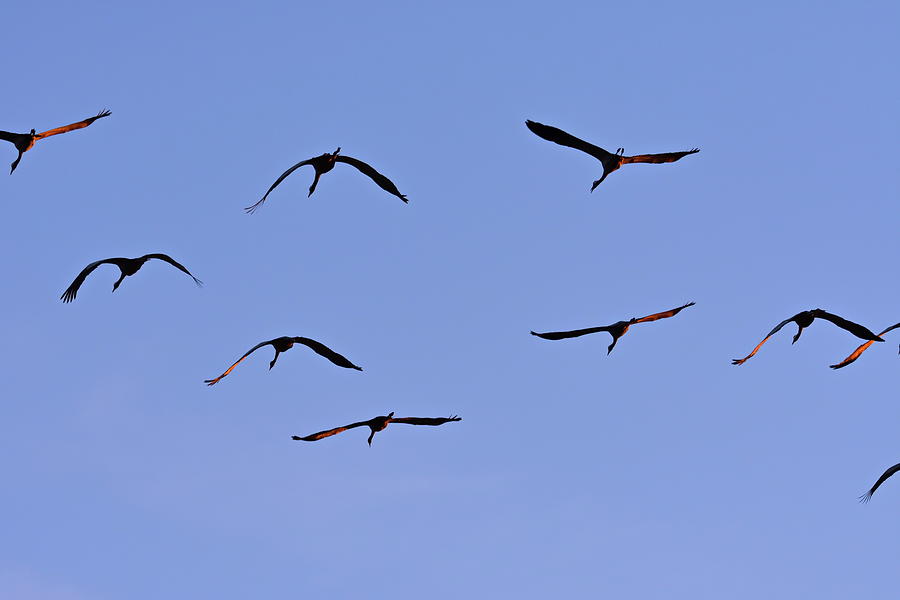 cranes in the sky common