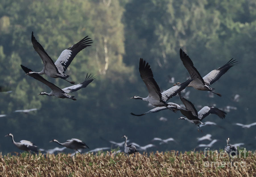 Nature Photograph - Common Cranes by Eva Lechner
