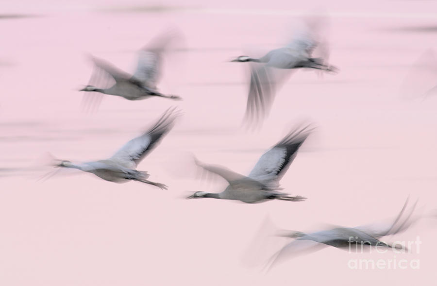 Common Cranes in Flight Photograph by Jasper Doest
