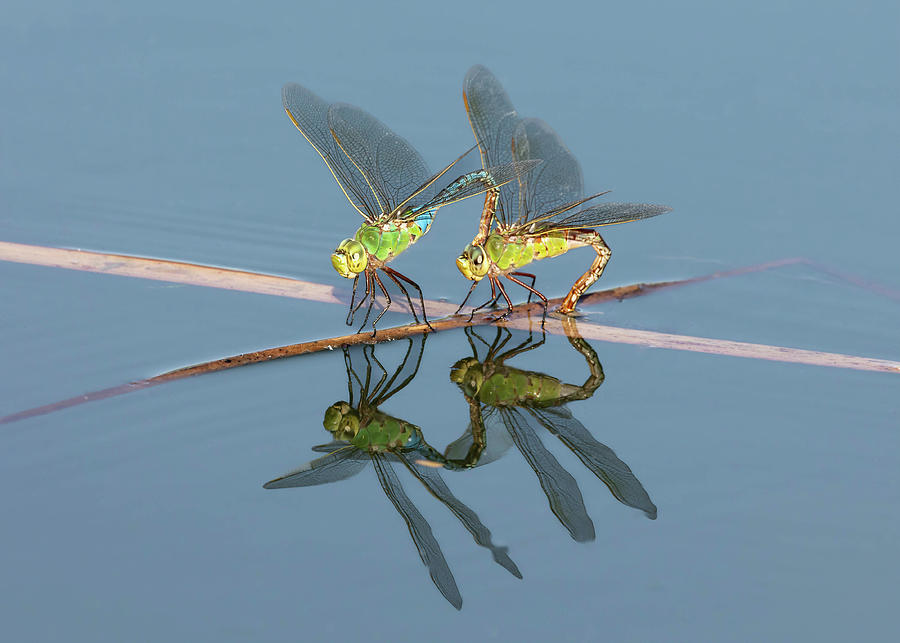 Insects Photograph - Common Darner Dragonfly - Pair in Tandem by Rosemary Woods Images
