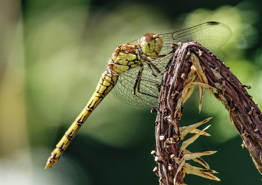 Common Darter Dragonfly Photograph by James Lamb Photo