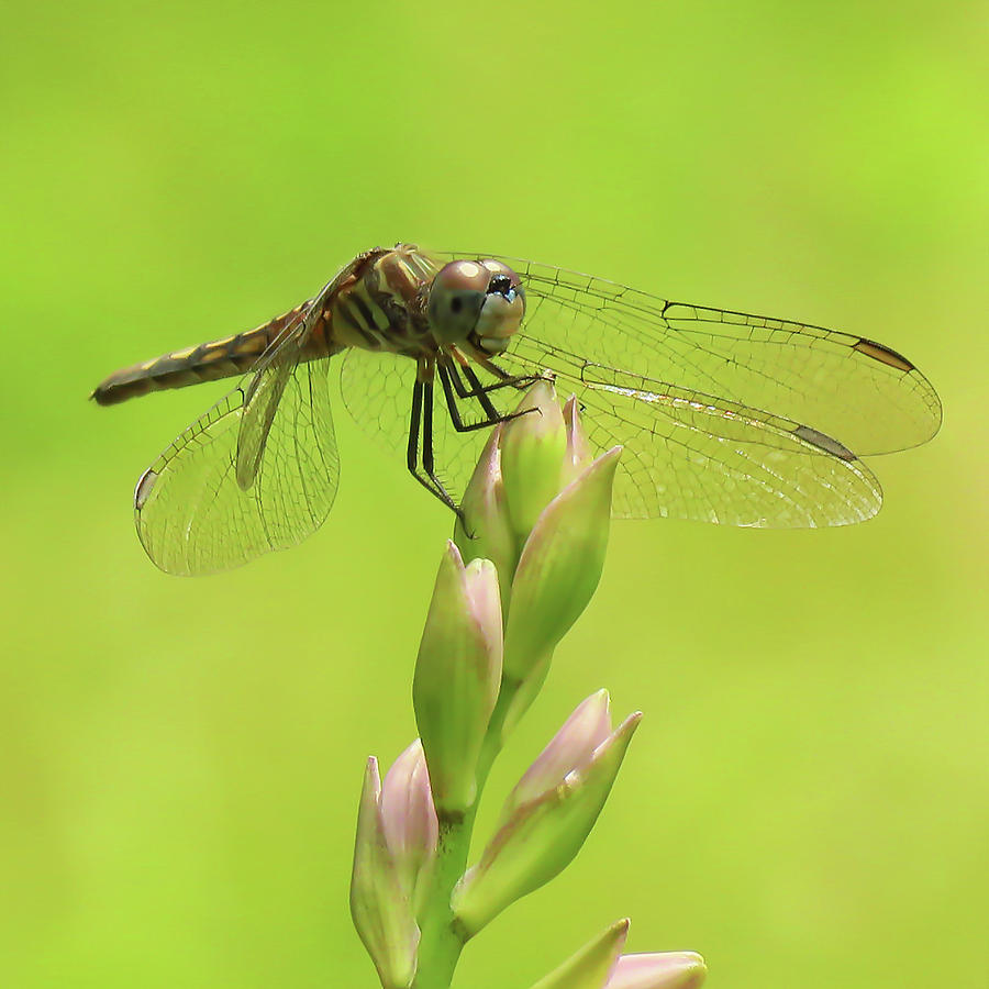 Dragonfly #1 Photograph by Rebecca Grzenda
