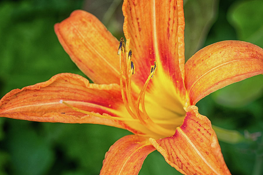 Common Day LIly in the Croatan - An Invasive Species Photograph by Bob Decker