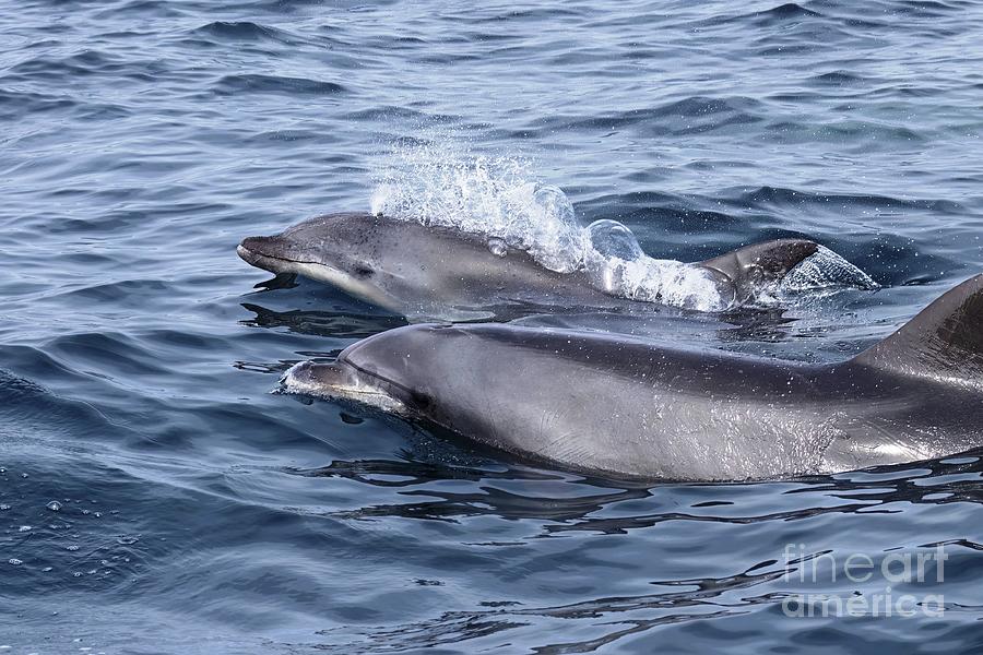 Common Dolphin Friends Photograph by Loriannah Hespe