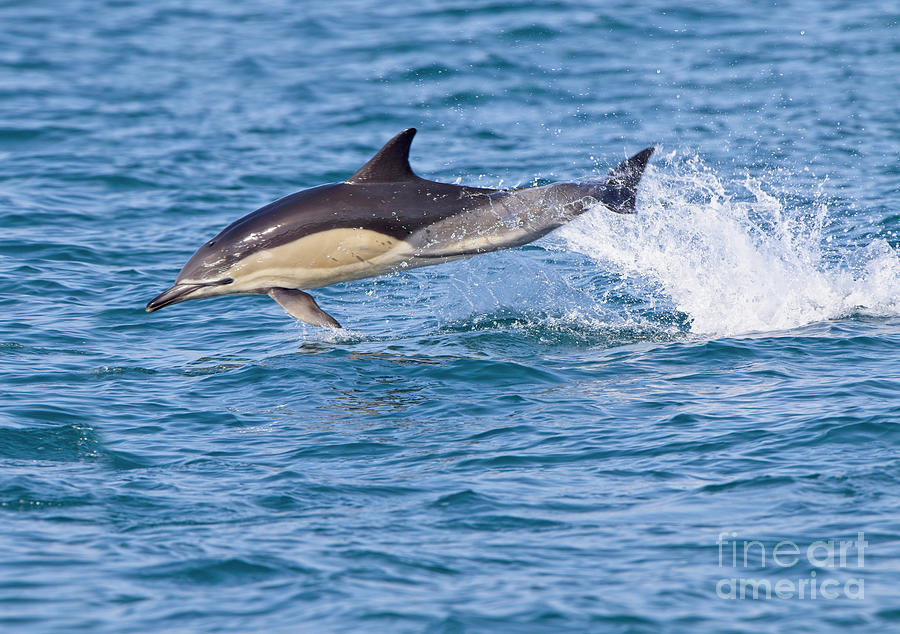 Common Dolphin leaping, Cornwall. Photograph by Tony Mills