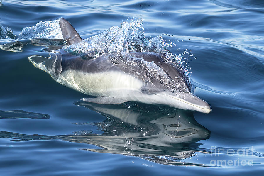Common Dolphin Photograph by Loriannah Hespe