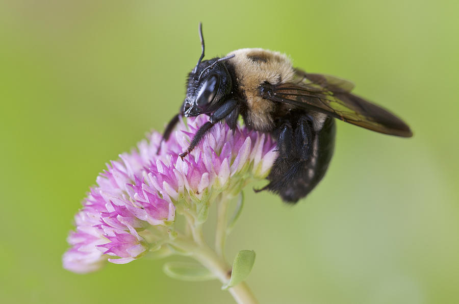 Common Eastern Bumble Bee (Bombus impatiens) Photograph by Ed Reschke