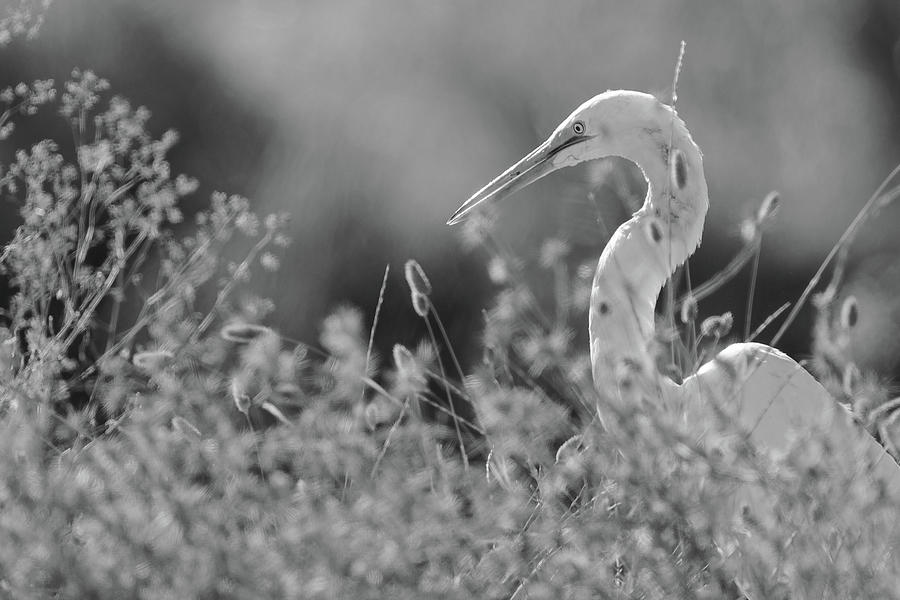 Common Egret  Photograph by Mike Fusaro