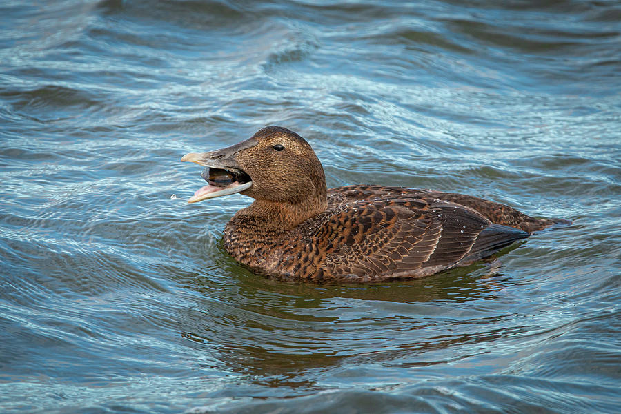 Common Eider Female Eating Mussels Photograph by Kristia Adams