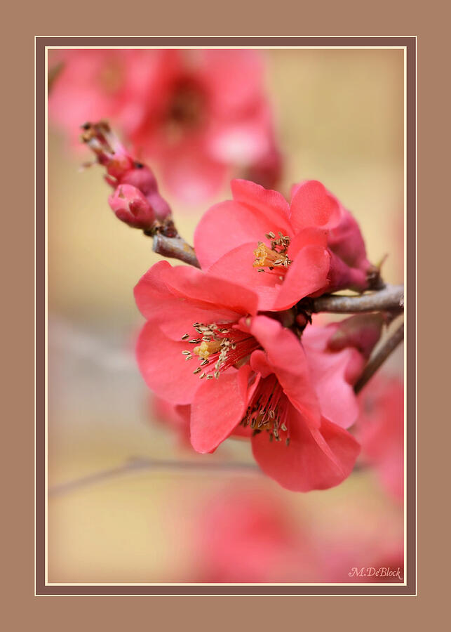 Common Flowering Quince - Colonial Williamsburg, Virginia Photograph by Marilyn DeBlock