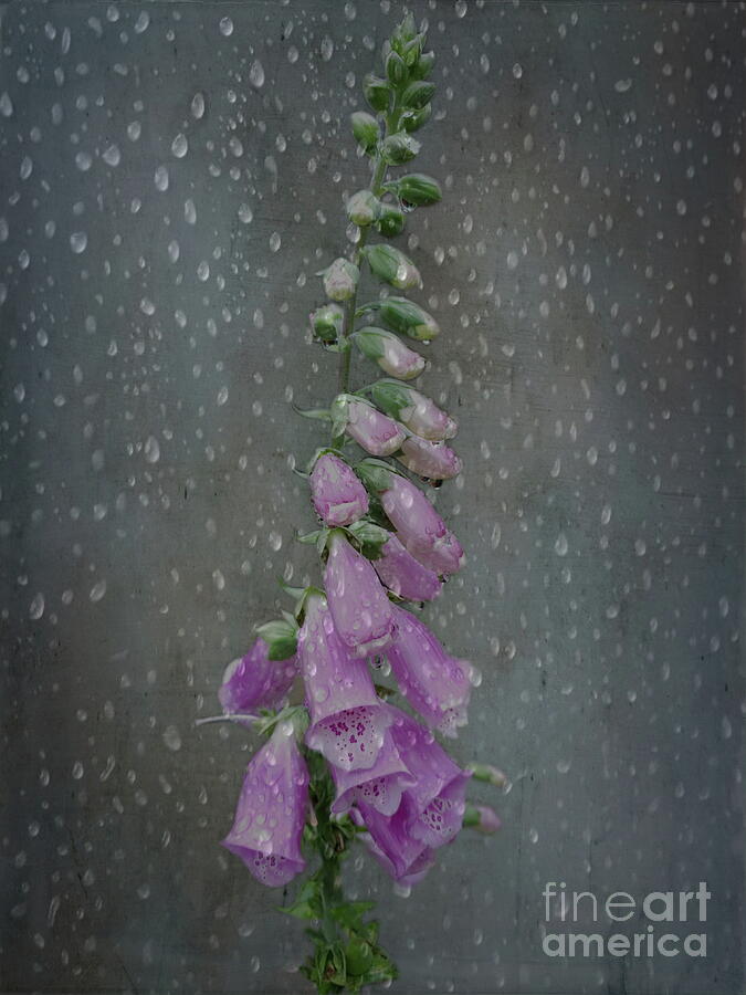 Common Foxglove - Digitalis purpurea Photograph by Yvonne Johnstone