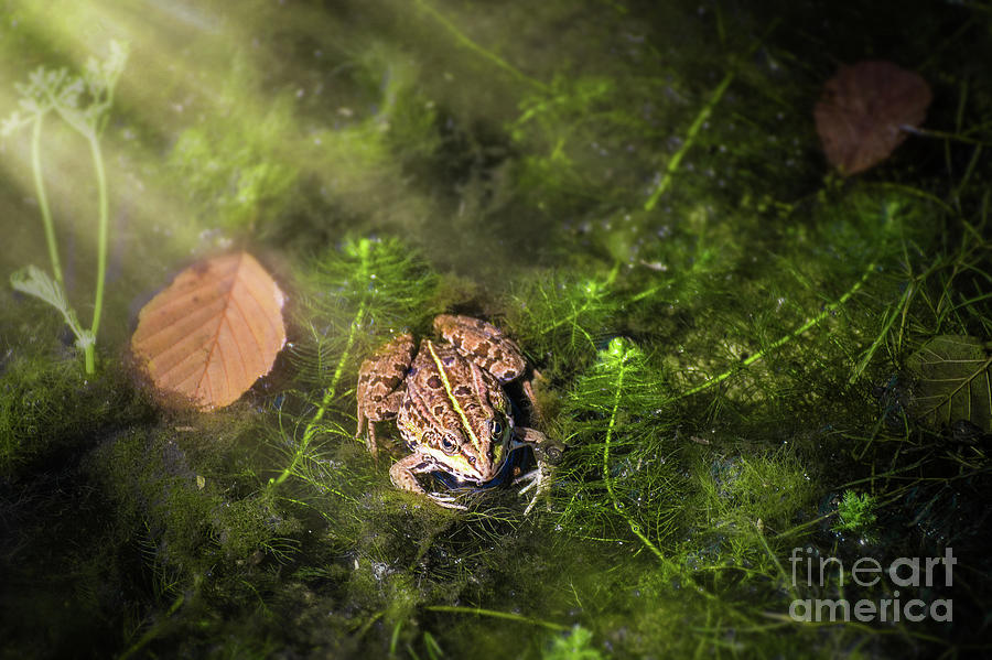 Common frog under sunbeam on surface of water in marshes Photograph by Gregory DUBUS