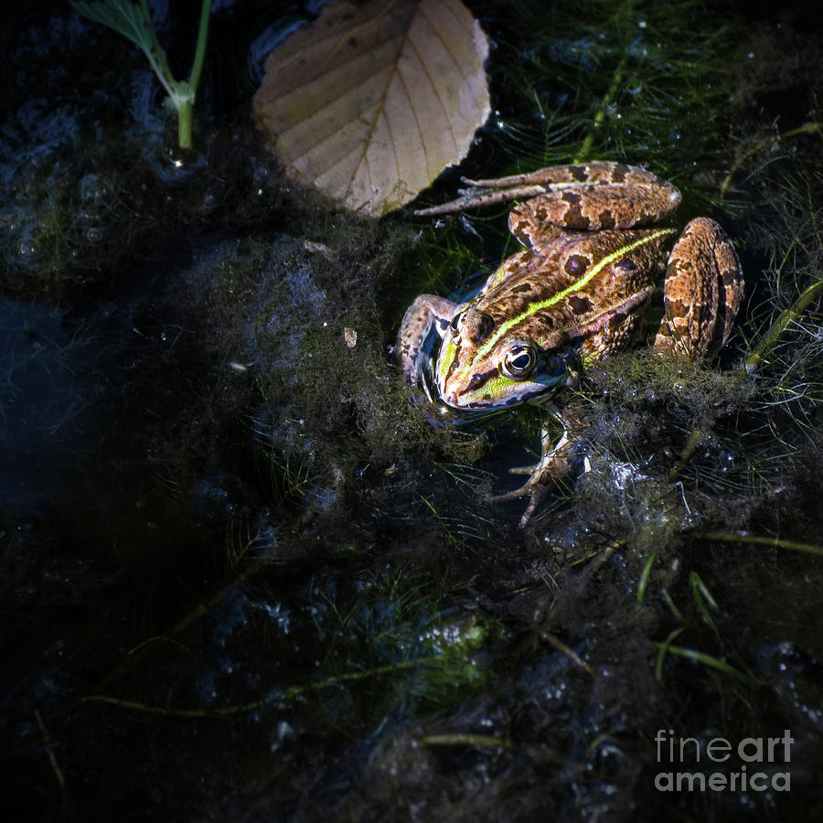 Common frog under sunlight on surface of water in marshes Photograph by Gregory DUBUS