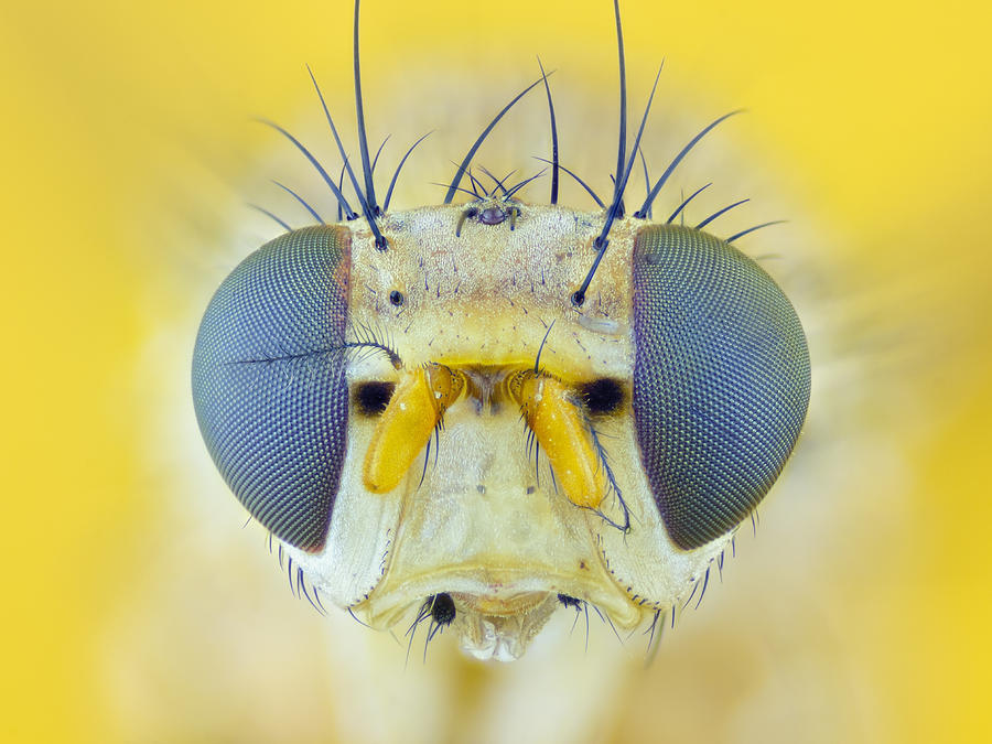 Common fruit fly (Drosophila melanogaster) Photograph by by MedioTuerto