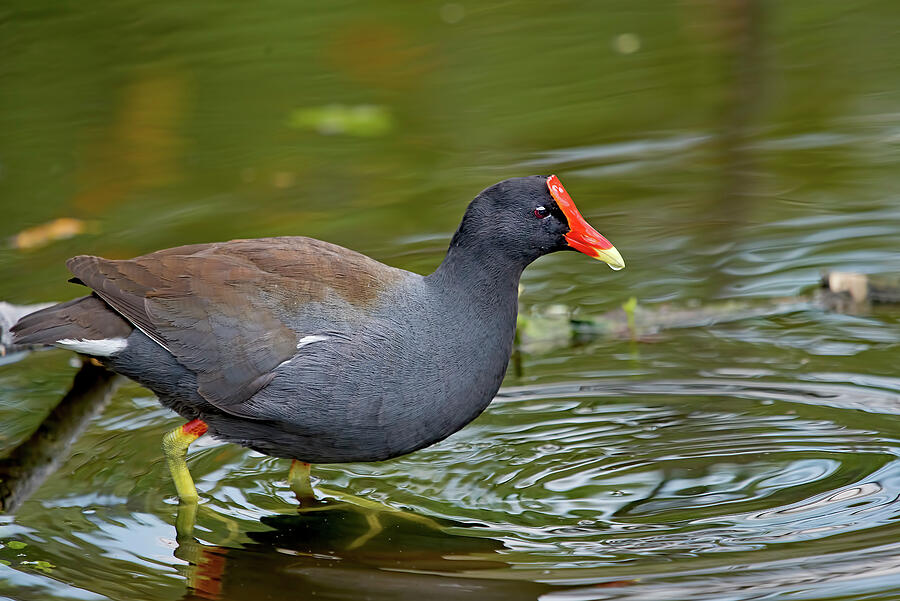 Common Gallinule 3403 Photograph by Matthew Lerman - Fine Art America