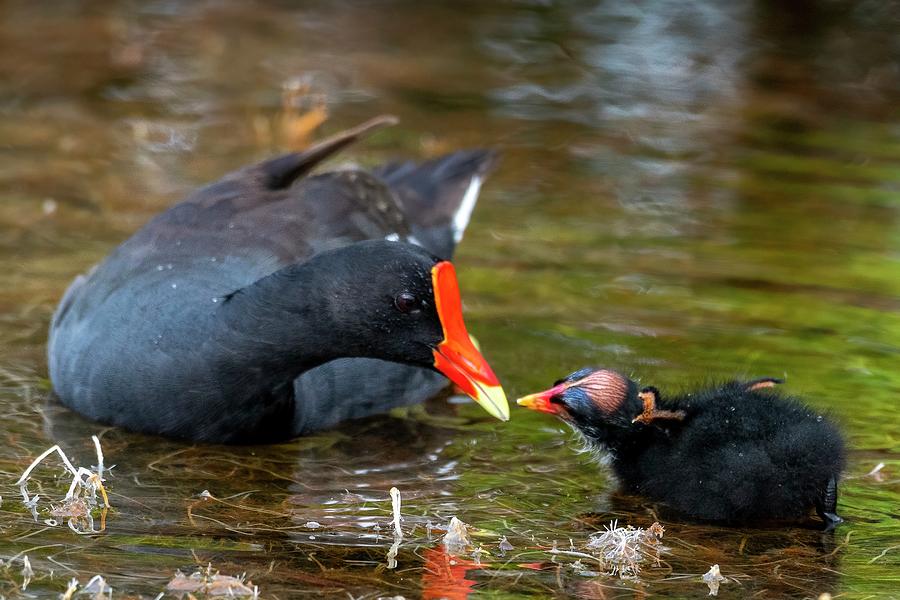 Common Gallinule Adult and Chick Photograph by Bradford Martin