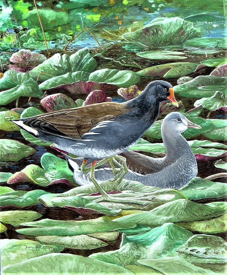 Common Gallinule Painting by Barry Kent MacKay