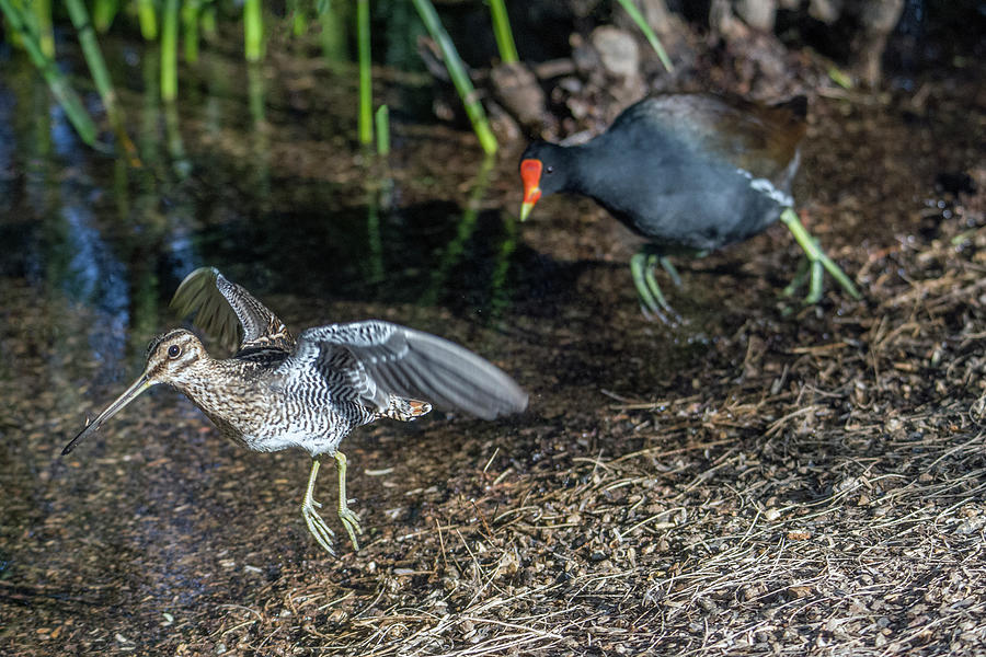 Common Gallinule Chasing a Wilsons Snipe 4601-022321 Photograph by Tam Ryan