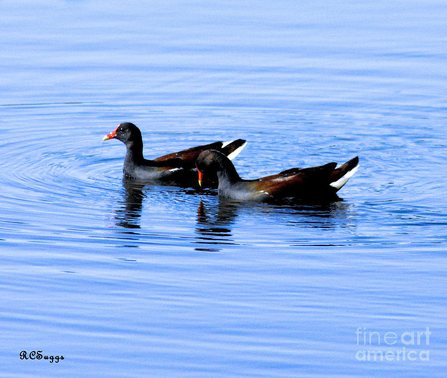 Common Gallinule Ducks  Photograph by Robert Suggs