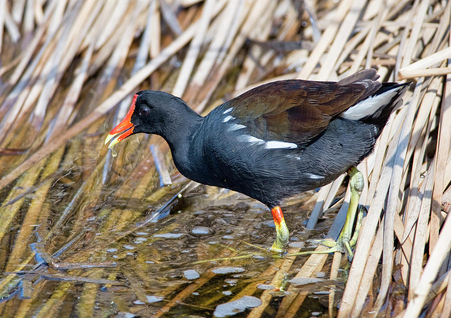 Nature Photograph - Common Gallinule by Gerald DeBoer