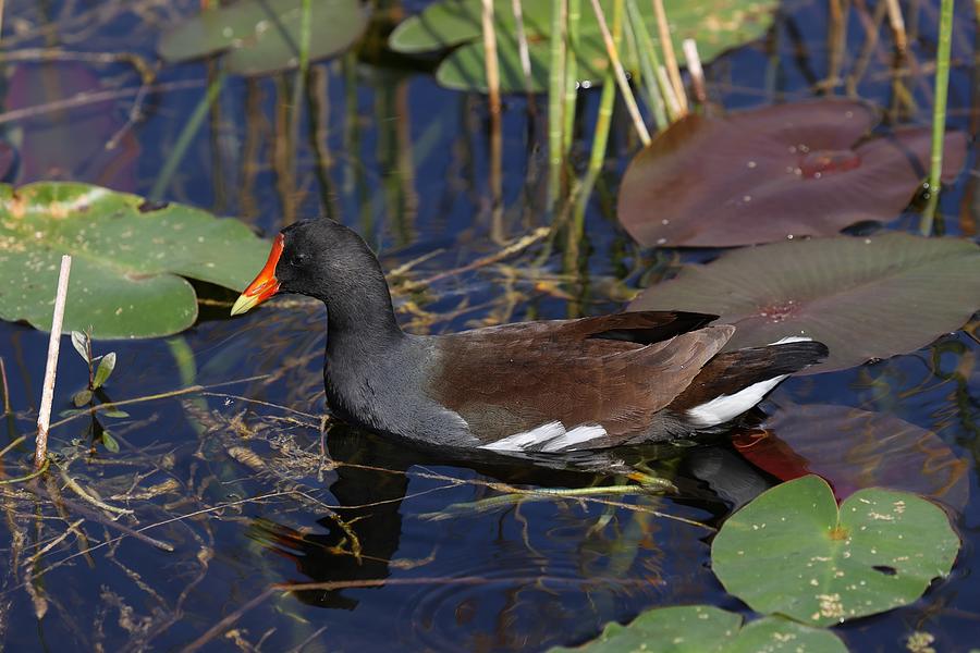 Common gallinules  Photograph by Mingming Jiang