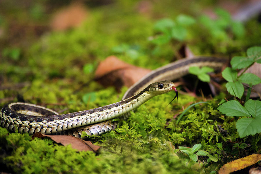 Common Garter Snake Photograph by Christina Rollo