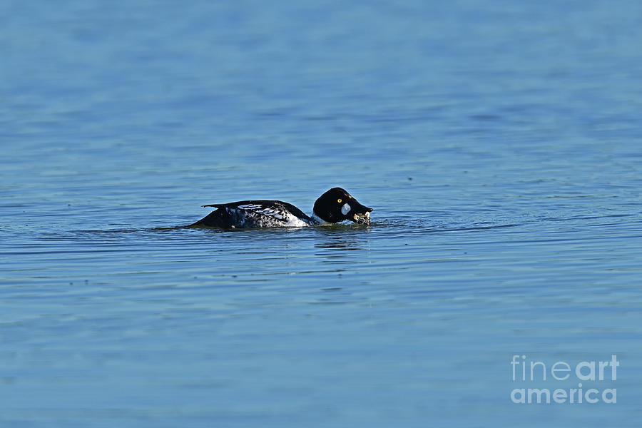 Common Goldeneye - Adult Male Photograph by Amazing Action Photo Video